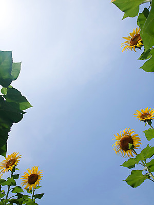 포토 JPG 해외이미지 식물 계절 꽃잎 꽃 행복 백그라운드 잎 꽃무늬 밭 농업 자연 벽지 하늘 추상 해바라기 프레임 사람없음 야외 초록색 파란색 빛 컬러풀 햇빛 농장 노란색 우주 환경 정원 맑음 봄 성장 벚꽃 개화 그룹 유기농 장면 꽃가루 꽃수술 세련 해외202004 해외포토 웰빙 감정 산업 컬러 무늬 날씨 태양 가루 생태계 파일형식 이미지허브