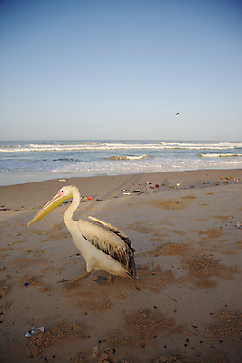 포토 JPG 해외이미지 동물 호수 바다 날개 아프리카 자연 조류 어업 사람없음 물 파란색 자유 흰색 황무지 펠리컨 해외202004 해외포토 자연요소 나라 산업 컬러 컨셉 생태계 파일형식 이미지허브