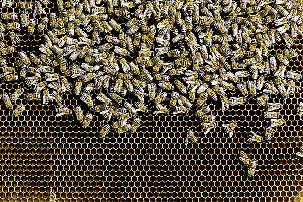 포토 JPG 해외이미지 모양 동물 음식 곤충 백그라운드 패턴 자연 세포 건강 사람없음 약 노란색 신선 작업 황금 닫기 달콤 벌 먹기 바쁨 육각형 꿀 벌집 밀랍 왁스 효율 해외202004 해외포토 도형 컬러 컨셉 무늬 의학 모션 맛 생태계 파일형식 이미지허브