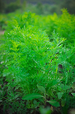 포토 JPG 해외이미지 식물 계절 지구 음식 백그라운드 잎 밭 농업 채소 자연 양파 건강 풍경 사람없음 야외 초록색 농작물 농장 정원 맑음 흙 봄 당근 수확 성장 시골 신선 작음 땅 유기농 원예 내추럴 평행 땅바닥 밭일 숙성 줄서기 세련 해외202004 해외포토 웰빙 산업 컬러 모션 날씨 바닥 뿌리채소 취미 크기 생태계 파일형식 이미지허브