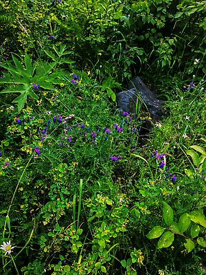 포토 JPG 해외이미지 식물 계절 공원 꽃 지구 줄기 백그라운드 잎 밭 농업 자연 사람없음 야외 초록색 여름 컬러풀 농장 노란색 새싹 평화 환경 정원 맑음 보라색 봄 성장 벚꽃 가을 나뭇가지 잡초 소프트포커스 숲 만족 시들음 내추럴 생태학 해외202004 해외포토 나무 공공시설 교육 감정 산업 컬러 컨셉 날씨 촬영기법 생태계 파일형식 이미지허브