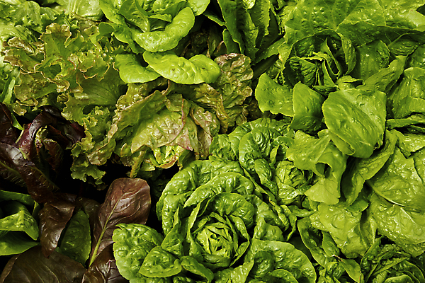 포토 JPG 해외이미지 식물 음식 백그라운드 잎 겨울 농업 다이어트 채소 건강 요리 사람없음 빨간색 초록색 물 울타리 농장 갈색 머리 정원 보라색 침묵 봄 샐러드 물방울 신선 그룹 몸무게 상추 큼 먹기 생태계 질감 탱크 내추럴 고립 채식주의자 케일 해외202004 해외포토 자연요소 계절 산업 컬러 모션 신체부위 담장 소리 크기 채식 파일형식 이미지허브