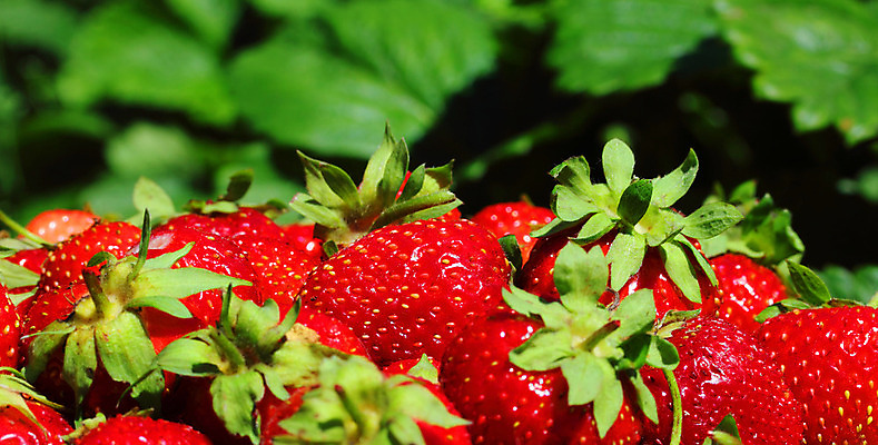 포토 JPG 해외이미지 열매 음식 백그라운드 다이어트 과일 딸기 디저트 건강 사람없음 빨간색 초록색 여름 컬러풀 정원 흐름 흰색 신선 그룹 달콤 맛 먹기 유기농 내추럴 숙성 식욕 식용 해외202004 해외포토 식물 웰빙 계절 컬러 컨셉 모션 파일형식 이미지허브