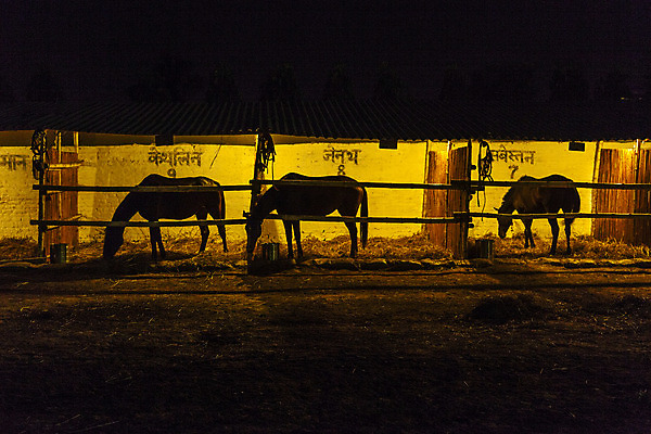포토 JPG 해외이미지 동물 라이프스타일 응시 행복 스포츠 학교 자연 하늘 주택 피곤 사람 풍경 성인 사람없음 야외 목재 여름 빛 갈색 어둠 기쁨 바 승마 승차 야간 안장 굴레 라이더 수유 해외202004 해외포토 자연요소 나무 시선 계절 교육 감정 컬러 컨셉 재료 모션 건물 생활 생태계 파일형식 이미지허브