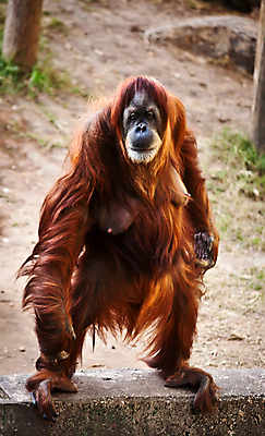 포토 JPG 해외이미지 동물 여자 남자 야생동물 동물원 웃음 사람없음 원숭이 입 유인원 해외202004 해외포토 포유류 표정 사람 신체부위 파일형식 이미지허브