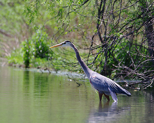 포토 JPG 해외이미지 동물 응시 호수 얼굴 야생동물 패턴 날개 자연 조류 어류 어업 사람없음 야외 물 파란색 반사 미국 회색 연못 습지 큼 왜가리 깃털 꼬리 부리 사냥꾼 목 북쪽 동물상 해외202004 해외포토 자연요소 직업 시선 산업 컬러 북아메리카 무늬 신체부위 조형물 수중동물 크기 방향 생태계 파일형식 이미지허브