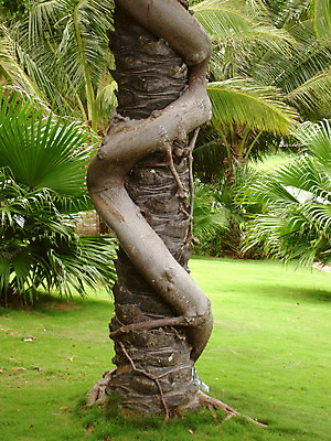 포토 JPG 해외이미지 나무 식물 공원 잎 벤치 포옹 자연 함께함 사랑 풍경 사람없음 야외 물 빛 반사 정원 봄 회색 터치 덮개 흰색 나뭇가지 잡기 소나무 거친 황무지 닫기 은색 숲 연결 결합 큼 당구 매듭 뿌리 나무껍질 지역 상록수 옛날 유대감 해외202004 해외포토 자연요소 계절 공공시설 감정 컬러 컨셉 의자 안기 모션 구기 뚜껑 껍질 크기 생태계 파일형식 이미지허브