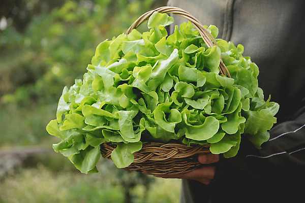 포토 JPG 해외이미지 식물 라이프스타일 잡화 음식 백그라운드 잎 밭 농업 다이어트 채소 재료 자연 건강 요리 사람없음 빨간색 초록색 농작물 농장 정원 봄 활발 샐러드 젖음 성장 흰색 신선 닫기 상추 다발 먹기 유기농 날것 칼로리 내추럴 채식주의자 해외202004 해외포토 웰빙 계절 산업 컬러 컨셉 모션 생활 생태계 채식 파일형식 이미지허브