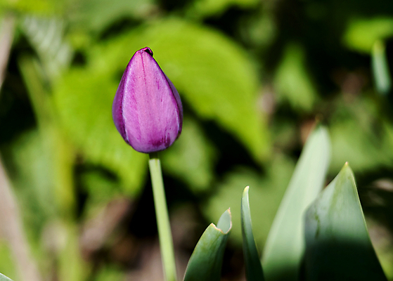 포토 JPG 해외이미지 식물 계절 꽃잎 꽃무늬 밭 자연 발렌타인데이 선물 사람없음 야외 초록색 보라색 봄 튤립 벚꽃 축하 신선 개화 싱글 내추럴 해외202004 해외포토 꽃 컬러 컨셉 무늬 농업 데이이벤트 생태계 파일형식 이미지허브