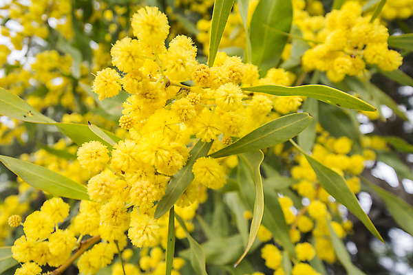 포토 JPG 해외이미지 나무 식물 계절 꽃 백그라운드 잎 꽃무늬 자연 부활절 사람없음 야외 장식 초록색 노란색 정원 맑음 봄 성장 벚꽃 나뭇가지 개화 다발 버드나무 향기 아로마 솜털 내추럴 아카시아 해외202004 해외포토 기념일 컬러 무늬 날씨 생태계 냄새 파일형식 이미지허브