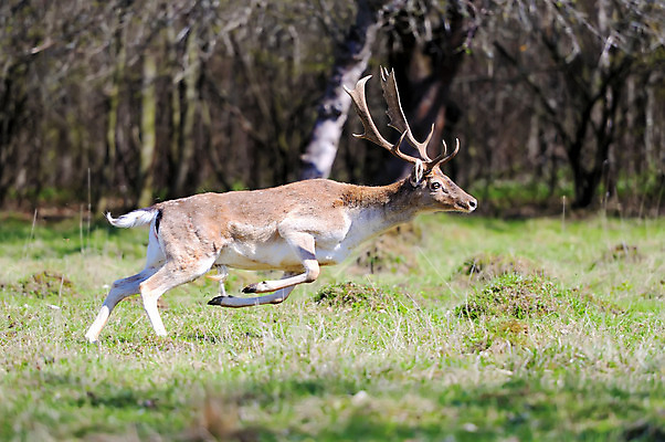 포토 JPG 해외이미지 나무 동물 1 응시 계절 야생동물 자연 사슴 산 뿔 풍경 사람없음 야외 목재 빨간색 컬러풀 달리기 환경 봄 목장 달 숲 큼 바퀴자국 트로피 사파리 황소 사냥 사냥꾼 암사슴 엘크 해외202004 해외포토 자연요소 식물 직업 시선 컬러 재료 포유류 자국 모션 소 크기 암컷 상_우승 생태계 파일형식 이미지허브