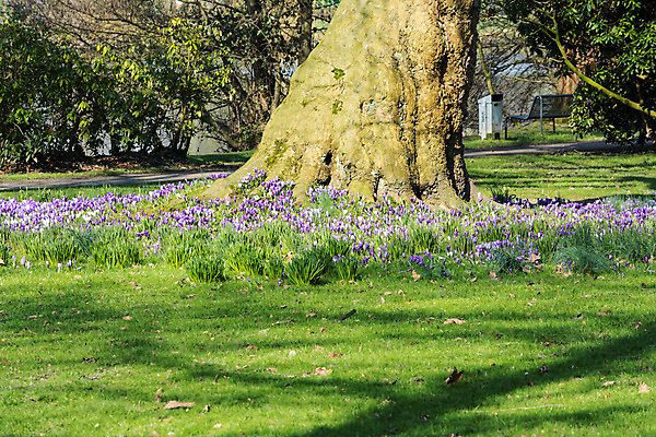 포토 JPG 해외이미지 식물 계절 꽃잎 꽃 잎 오렌지 자연 부활절 파노라마 사람없음 초록색 컬러풀 노란색 정원 보라색 흙 봄 벚꽃 우아함 닫기 백합 관목 화단 꽃가루 라일락 꽃수술 해외202004 해외포토 나무 기념일 컬러 컨셉 과일 모션 촬영기법 가루 생태계 파일형식 이미지허브