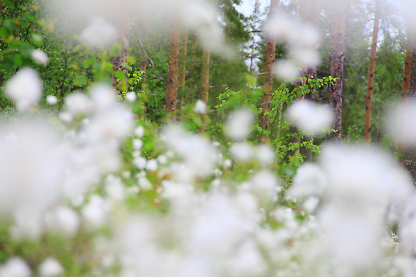 포토 JPG 해외이미지 식물 꽃 유럽 백그라운드 밭 자연 산 노르웨이 핀란드 풍경 사람없음 초록색 머리 환경 성장 벚꽃 흰색 소나무 면 개화 그룹 습지 숲 솜털 내추럴 많음 해외202004 해외포토 나무 나라 컬러 컨셉 농업 북유럽 신체부위 생태계 파일형식 이미지허브