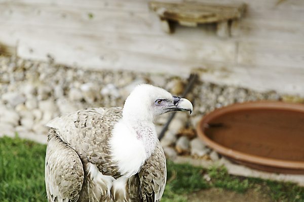 포토 JPG 해외이미지 동물 응시 유럽 야생동물 날개 아프리카 자연 조류 수염 동물원 이집트 서기 사람없음 옆모습 빨간색 세계 머리 검은색 흰색 스페인 먹이 깃털 부리 독수리 육식동물 대머리 내추럴 옛날 못생김 해외202004 해외포토 헤어스타일 시선 나라 뷰포인트 컬러 모션 신체부위 생태계 파일형식 이미지허브