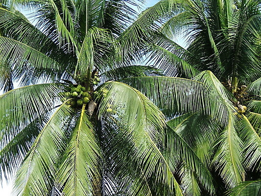 포토 JPG 해외이미지 나무 잎 과일 태국 자연 사람없음 초록색 코코넛 해외202004 해외포토 식물 아시아 컬러 생태계 파일형식 이미지허브