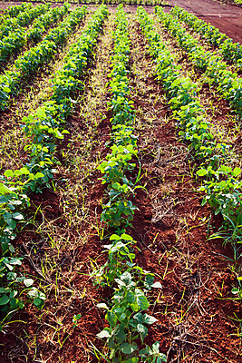 포토 JPG 해외이미지 식물 백그라운드 잎 밭 농업 채소 재료 태국 자연 사람없음 야외 초록색 농장 정원 성장 흰색 신선 변화 상추 땅 언덕 유기농 양배추 날것 해외202004 해외포토 웰빙 산업 아시아 컬러 컨셉 생태계 파일형식 이미지허브