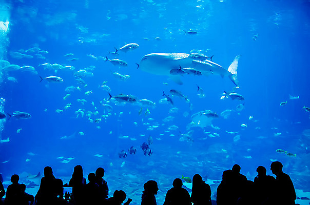 포토 JPG 해외이미지 실루엣 실내 어류 사람 여러명 파란색 수중 군중 수족관 아쿠아리움 고래상어 해외202004 해외포토 컬러 다수 촬영기법 내부 수중동물 상어 파일형식 이미지허브