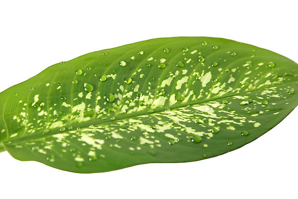 포토 JPG 해외이미지 나무 식물 디자인 계절 백그라운드 잎 자연 추상 건강 사람없음 초록색 물 여름 빛 반사 평화 환경 정원 화목 봄 활발 젖음 성장 흰색 물방울 신선 액체 떨어짐 숲 이슬 빗방울 순수 질감 내추럴 고립 이국적 해외202004 해외포토 자연요소 컬러 컨셉 무늬 비_날씨 생태계 파일형식 이미지허브