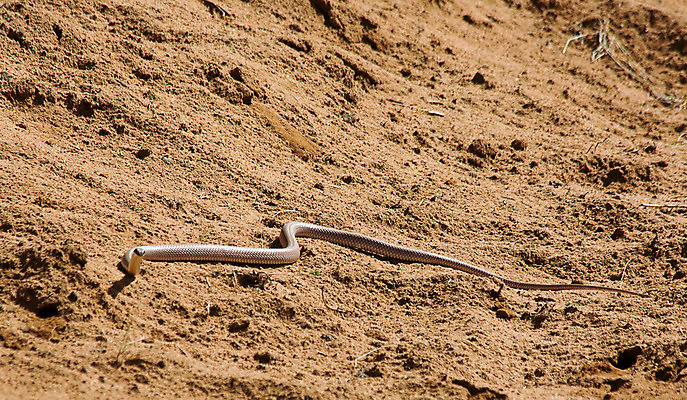 포토 JPG 해외이미지 동물 야생동물 백그라운드 파충류 자연 사람없음 야외 머리 뱀 눈금 해외202004 해외포토 신체부위 생태계 파일형식 이미지허브
