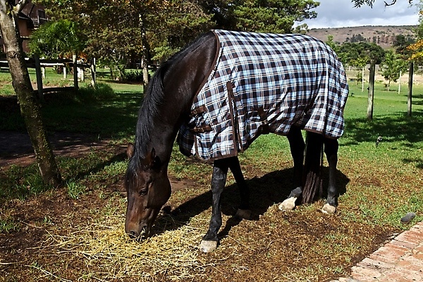 포토 JPG 해외이미지 주간 나무 동물 장신구 포유류 자연 생물 따뜻함 서기 안전 사람없음 야외 반려동물 농경지 머리 정원 검은색 목장 시골 승마 고급 보호 승차 방목 담요 먹기 묘사 옷입기 갈기 밀짚 방목장 썩음 찰과상 해외202004 해외포토 자연요소 식물 스포츠 컬러 컨셉 모션 신체부위 농장 짚 축산업 상처 생태계 파일형식 이미지허브