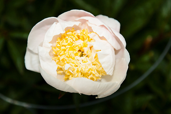 포토 JPG 해외이미지 식물 꽃잎 꽃 줄기 잎 꽃무늬 자연 사랑 사람없음 장식 초록색 정원 봄 벚꽃 신선 개화 다발 원예 캘리포니아 내추럴 작약 해외202004 해외포토 계절 감정 컬러 무늬 취미 미국 생태계 파일형식 이미지허브