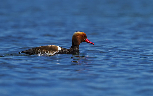 포토 JPG 해외이미지 동물 남자 유럽 호수 야생동물 자연 조류 오리 사람없음 빨간색 물 강 갈색 연못 부리 동물상 해외202004 해외포토 자연요소 나라 컬러 사람 조형물 생태계 파일형식 이미지허브