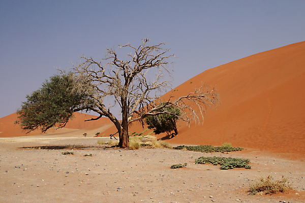 포토 JPG 해외이미지 나무 모래 오렌지 아프리카 자연 하늘 건조 풍경 사람없음 빨간색 초록색 사막 황무지 모래언덕 나미비아 옛날 해외202004 해외포토 식물 나라 컬러 과일 언덕 생태계 남아프리카 파일형식 이미지허브