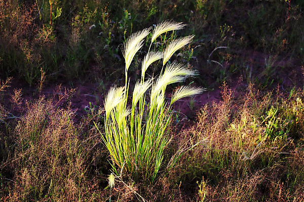 포토 JPG 해외이미지 식물 구름 계절 음식 빵 줄기 백그라운드 밭 농업 자연 하늘 옥수수 씨앗 풍경 사람없음 야외 초록색 여름 파란색 농작물 햇빛 태양 농장 봄 수확 성장 흰색 시골 신선 낟알 땅 시리얼 밀 유기농 내추럴 밭일 수평선 세련 해외202004 해외포토 자연요소 웰빙 산업 컬러 곡류 생태계 파일형식 이미지허브