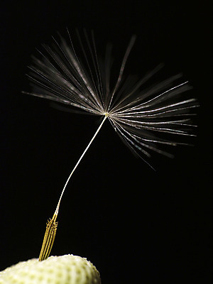 포토 JPG 해외이미지 식물 1 사람없음 빛 정원 검은색 민들레 깃털 해외202004 해외포토 꽃 컬러 파일형식 이미지허브