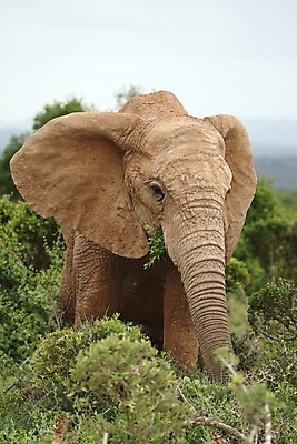 포토 JPG 해외이미지 동물 공원 여자 야생동물 여행 잎 포유류 아프리카 자연 초식동물 코끼리 사람없음 초록색 게임 황무지 소 보호 위험 큼 먹기 사파리 귀 멸종 거인 남쪽 남아프리카 생태학 전국 해외202004 해외포토 식물 공공시설 교육 나라 컬러 컨셉 모션 놀이 사람 신체부위 크기 방향 생태계 파일형식 이미지허브