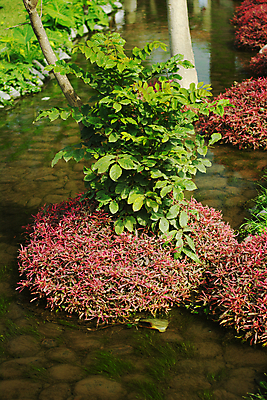 포토 JPG 해외이미지 나무 식물 줄기 분홍색 잎 자연 사람없음 빨간색 세로 초록색 물 강 흐름 개울 해외202004 해외포토 자연요소 컬러 컨셉 생태계 파일형식 이미지허브