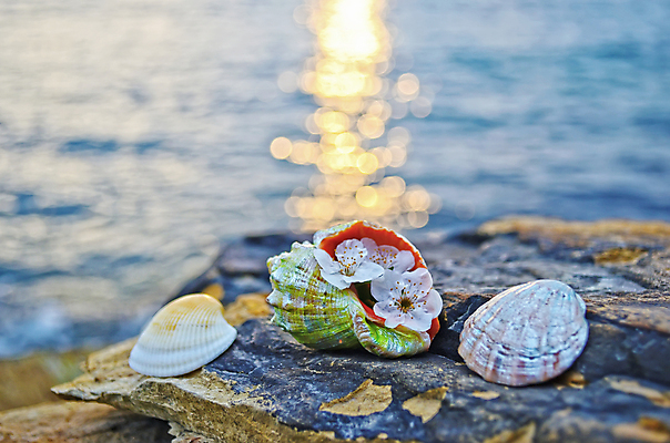 포토 JPG 해외이미지 구름 모래 파도 바다 여행 백그라운드 자연 하늘 휴가 조개 휴식 연체동물 해변 사람없음 야외 물 여름 파란색 햇빛 우주 맑음 침묵 껍질 바위 소라 오브젝트 태평양 석호 해외202004 해외포토 자연요소 계절 컬러 컨셉 날씨 어패류 무척추동물 태양 소리 돌_바위 생태계 파일형식 이미지허브