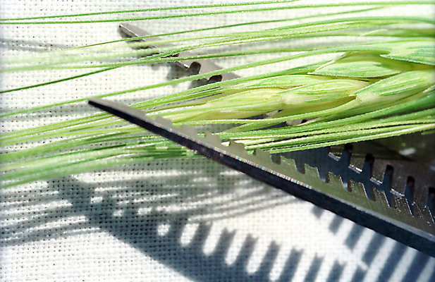 포토 JPG 해외이미지 식물 음식 농업 자연 사람없음 초록색 금속 수확 기구 공구 시리얼 허브 유기농 내추럴 바이오 밭일 숙성 이발사 호밀 해외202004 해외포토 웰빙 산업 컬러 재질 곡류 도구 생태계 파일형식 이미지허브