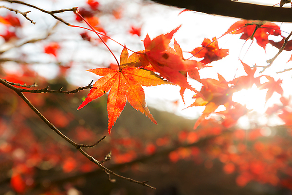 포토 JPG 해외이미지 나무 식물 계절 공원 백그라운드 컨셉 단풍 잎 패턴 오렌지 자연 벽지 추상 프레임 건조 풍경 사람없음 빨간색 빛 컬러풀 태양 노란색 환경 일본 맑음 활발 덮개 가을 숲 묘사 유기농 질감 보케 내추럴 블러 해외202004 해외포토 자연요소 웰빙 공공시설 아시아 컬러 무늬 과일 날씨 뚜껑 생태계 파일형식 이미지허브