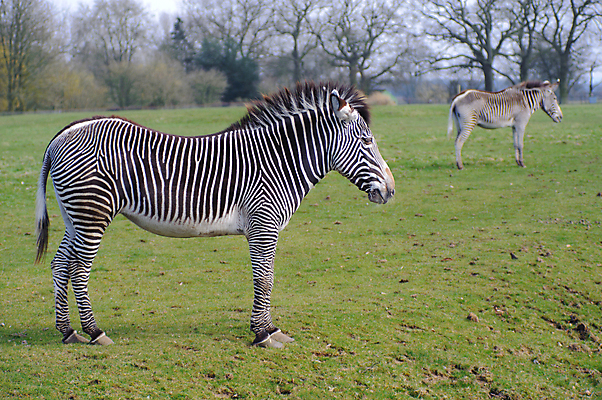 포토 JPG 해외이미지 2 포유류 서기 사람없음 줄무늬 얼룩말 수유 해외202004 해외포토 동물 무늬 모션 말_동물 파일형식 이미지허브