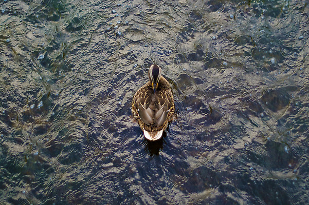 포토 JPG 해외이미지 동물 2 자연 조류 오리 사람없음 야외 물 강 수영 개울 싸움 청둥오리 해외202004 해외포토 자연요소 모션 수상스포츠 생태계 파일형식 이미지허브