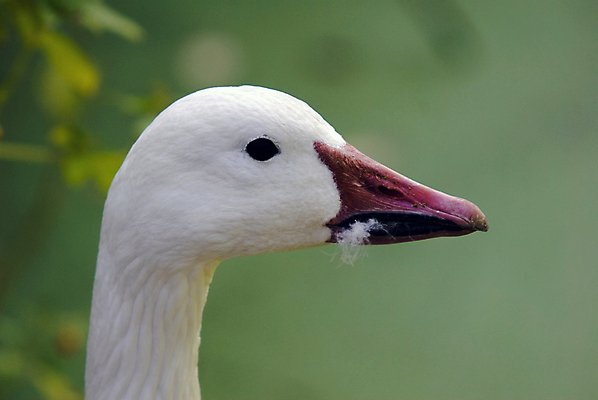 포토 JPG 해외이미지 여자 얼굴 야생동물 자연 조류 오리 사람없음 머리 흰색 닫기 깃털 부리 새장 거위 물새 해외202004 해외포토 동물 컬러 모션 사람 신체부위 생태계 케이지 파일형식 이미지허브