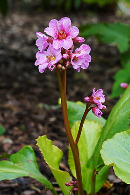 포토 JPG 해외이미지 식물 계절 꽃잎 꽃 분홍색 꽃무늬 자연 사람없음 야외 여름 정원 봄 성장 벚꽃 가을 신선 개화 닫기 원예 화단 내추럴 영원 해외202004 해외포토 컬러 무늬 모션 취미 생태계 파일형식 이미지허브