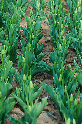 포토 JPG 해외이미지 꽃 꽃무늬 밭 사람없음 컬러풀 튤립 내추럴 해외202004 해외포토 식물 컬러 무늬 농업 파일형식 이미지허브