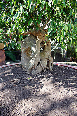 포토 JPG 해외이미지 나무 식물 전통 외관 공원 지구 잎 자연 사람없음 야외 햇빛 정원 일본 성장 분재 해외202004 해외포토 공공시설 아시아 태양 생태계 파일형식 이미지허브