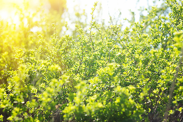 포토 JPG 해외이미지 나무 식물 1 계절 커피 줄기 백그라운드 컨셉 잎 농업 채소 자연 아침 새로움 씨앗 사람없음 초록색 물 빛 농장 새싹 환경 정원 흙 봄 성장 흰색 아기 신선 그룹 숲 작음 땅 원예 뿌리 먼지 땅바닥 모종 묘목 생태학 처음 세련 해외202004 해외포토 주간 자연요소 교육 산업 음료 컬러 바닥 사람 취미 크기 생태계 파일형식 이미지허브