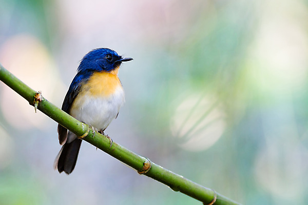 포토 JPG 해외이미지 동물 공원 남자 아시아 야생동물 오렌지 태국 자연 조류 앉기 사람없음 초록색 파란색 노란색 나뭇가지 숲 수선화 전국 해외202004 해외포토 나무 공공시설 꽃 나라 컬러 과일 모션 사람 생태계 파일형식 이미지허브