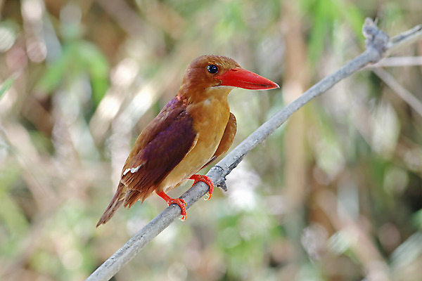 포토 JPG 해외이미지 나무 동물 여자 남자 아시아 얼굴 야생동물 백그라운드 날개 태국 자연 조류 사람없음 야외 목재 가로 초록색 컬러풀 머리 환경 나뭇가지 막대기 닫기 숲 깃털 꼬리 부리 서식지 물총새 생태학 해외202004 해외포토 식물 교육 나라 컬러 재료 모션 사람 신체부위 생태계 파일형식 이미지허브
