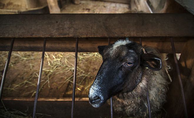 포토 JPG 해외이미지 동물 공원 야생동물 백그라운드 밭 농업 포유류 자연 치즈 털 동물원 육류 사람없음 야외 초록색 울타리 농장 갈색 머리 가축 우유 흰색 시골 신선 양 볏짚 군중 방목 모피 호기심 귀 부드러움 양고기 양모 기르기 방목장 밭일 생태학 줄서기 해외202004 해외포토 공공시설 교육 감정 산업 컬러 컨셉 식재료 모션 유제품 사람 신체부위 담장 직물 감각 짚 축산업 생태계 돌봄 파일형식 이미지허브