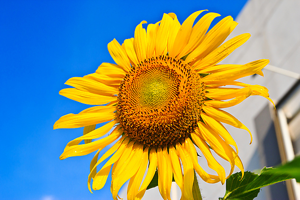 포토 JPG 해외이미지 백그라운드 하늘 해바라기 사람없음 노란색 활발 해외202004 해외포토 꽃 컬러 컨셉 파일형식 이미지허브