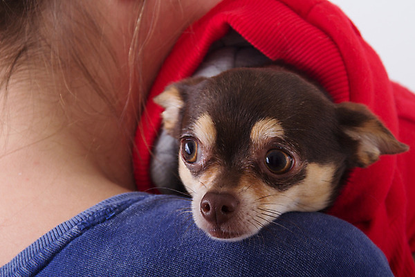 포토 JPG 해외이미지 스튜디오촬영 동물 겨울 사람없음 빨간색 반려동물 갈색 재킷 코트 개 흰배경 치와와 해외202004 해외포토 계절 컬러 백그라운드 포유류 실내 외투 흰색 파일형식 이미지허브