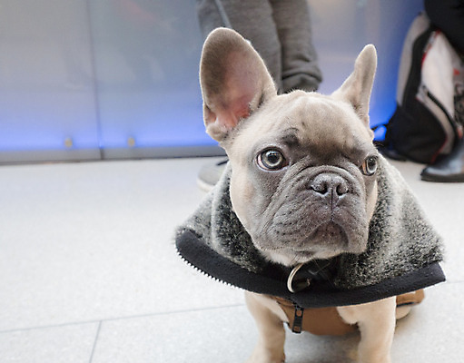 포토 JPG 해외이미지 동물 1 새끼 포즈 사람없음 가로 반려동물 검은색 프랑스 흰색 아기 주름 개 강아지 작음 귀 슛 불독 송곳니 프랑스어 거짓말 경보 고립 기르기 테마 해외202004 해외포토 문자 유럽 컬러 포유류 사람 신체부위 치아 크기 돌봄 파일형식 이미지허브