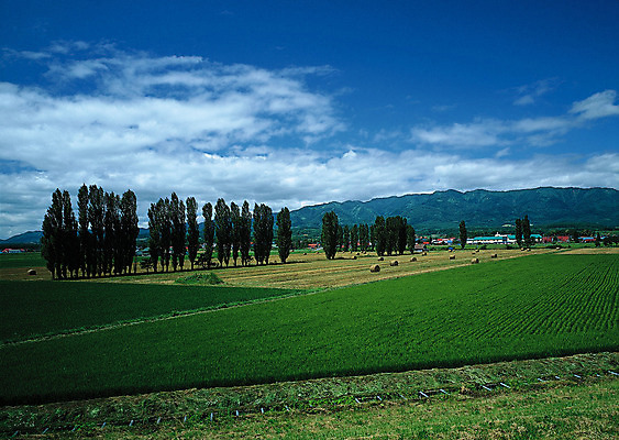 포토 JPG 해외이미지 나무 식물 구름 계절 공원 도로 길 여행 백그라운드 밭 오렌지 자연 하늘 날씨 풍경 잔디 사람없음 야외 초록색 여름 빛 햇빛 태양 농장 노란색 평화 일출 환경 정원 맑음 일몰 흙 봄 안개 광선 흰색 시골 신선 떨어짐 숲 땅 언덕 장면 넘어짐 땅바닥 방법 생태학 수평선 해외202004 해외포토 자연요소 공공시설 교육 컬러 컨셉 농업 과일 교통시설 모션 바닥 노을 생태계 파일형식 이미지허브