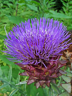 포토 JPG 해외이미지 꽃 채소 자연 건강 사람없음 보라색 벚꽃 개화 내추럴 아티초크 해외202004 해외포토 식물 컬러 생태계 파일형식 이미지허브