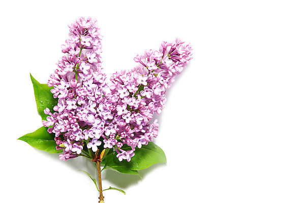 포토 JPG 해외이미지 나무 식물 디자인 계절 꽃잎 꽃 꽃다발 백그라운드 잎 꽃무늬 신체 자연 벽지 새로움 프레임 사람없음 장식 초록색 물 파란색 약 우주 보라색 스파 봄 젖음 벚꽃 흰색 신선 떨어짐 작음 다발 제비꽃 심볼 묘사 엽서 라일락 내추럴 고립 돌봄 해외202004 해외포토 자연요소 컬러 컨셉 무늬 의학 모션 크기 편지 생태계 파일형식 이미지허브